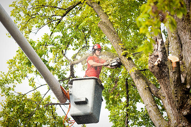 How Our Tree Care Process Works  in Keystone, FL